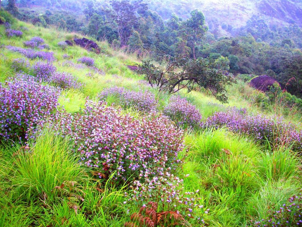 Hotel Elysium Garden Munnar Exterior foto